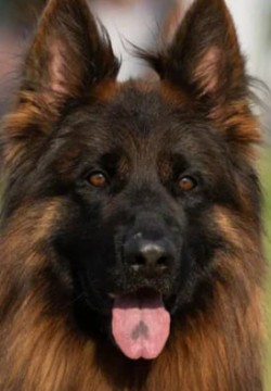 Эрос Тим Торретта