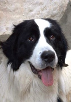 Форвард (Бим)